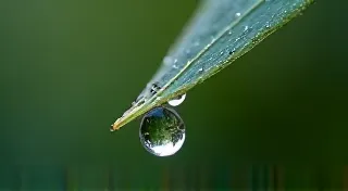 The Aqueous Dance: Irrigation Strategies for Watermelon Perfection
